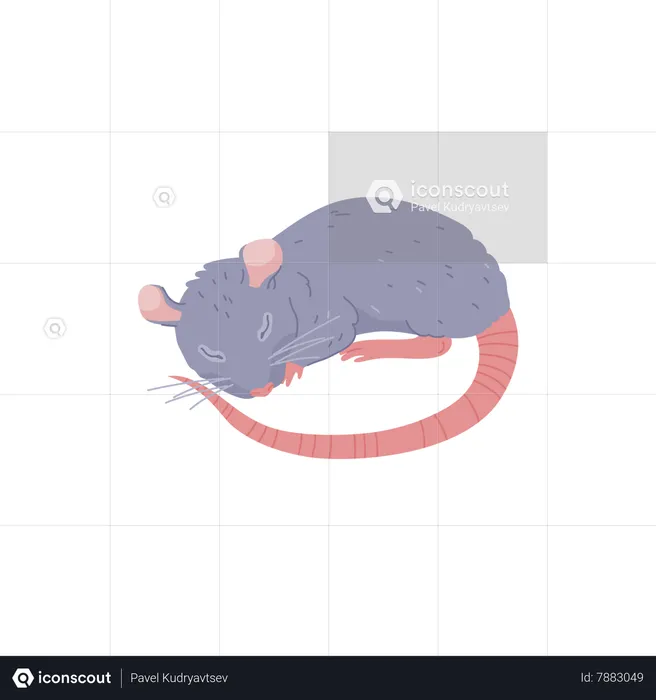 Cute rat sleeping, furry animal - cartoon flat vector illustration  Illustration