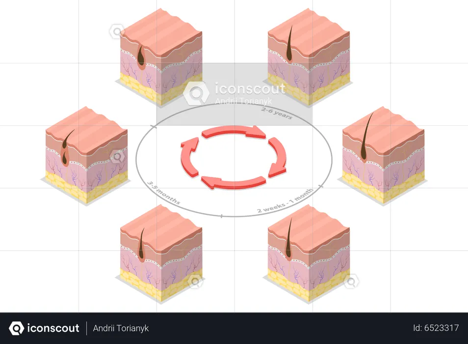 Cycle de croissance des cheveux  Illustration