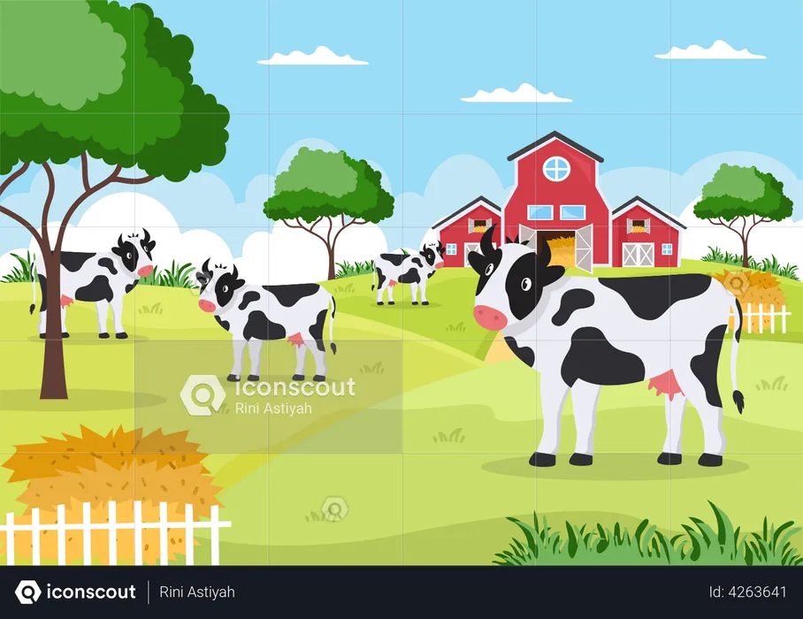 Dairy Cows in farm land  Illustration