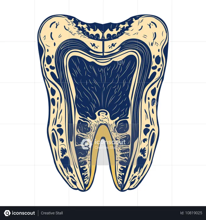 Dente  Ilustração