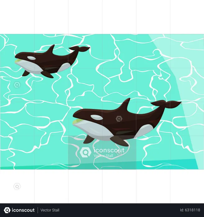 Deux baleines en mer  Illustration