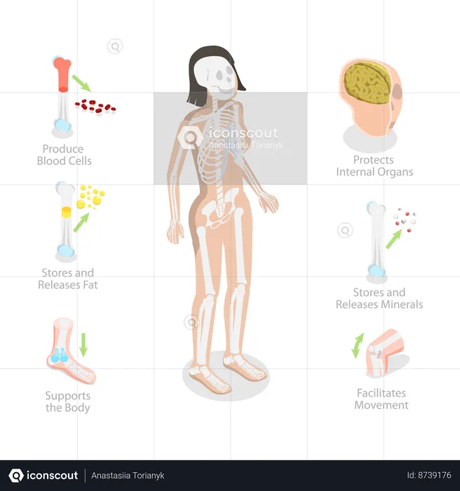 Funções do sistema esquelético, diagrama do esqueleto  Ilustração