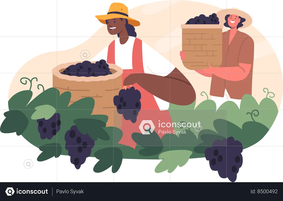 Diligent Workers Characters Labor Carefully Harvesting Ripe Grapes  Illustration