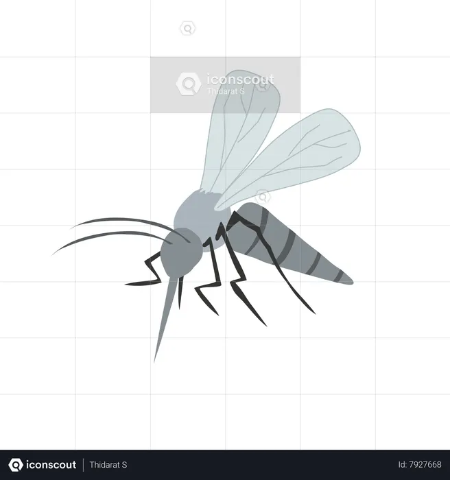 Disease-Carrying Mosquito  Illustration