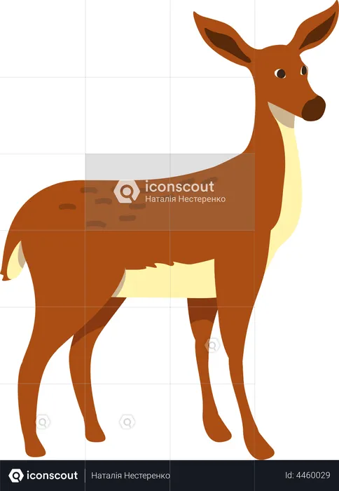 Biche  Illustration