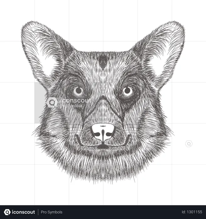 Dog  Illustration