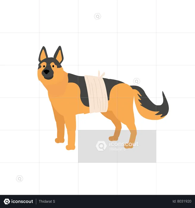 Dog With Bandage  Illustration