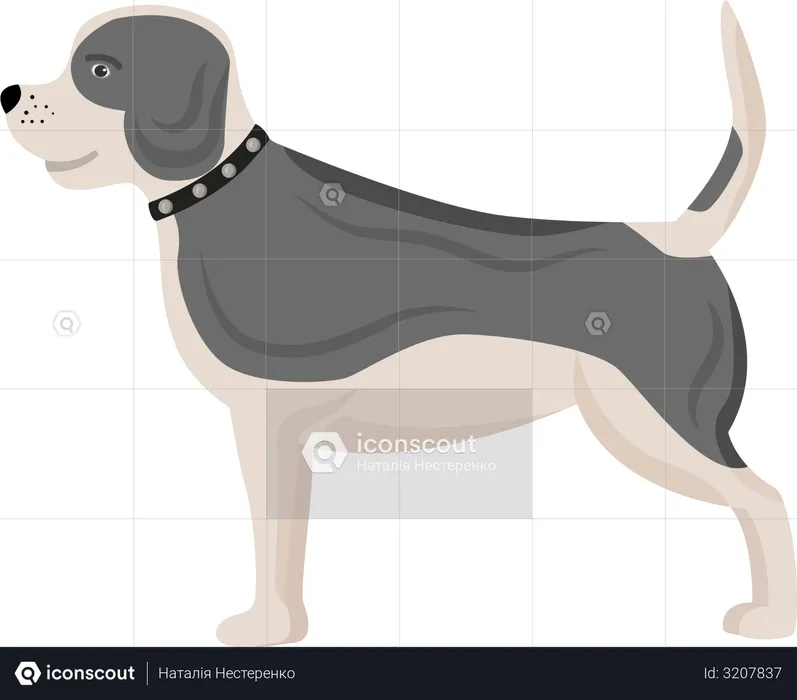 Dog with grey spots  Illustration