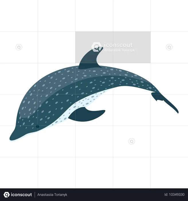 Dolphin  Illustration