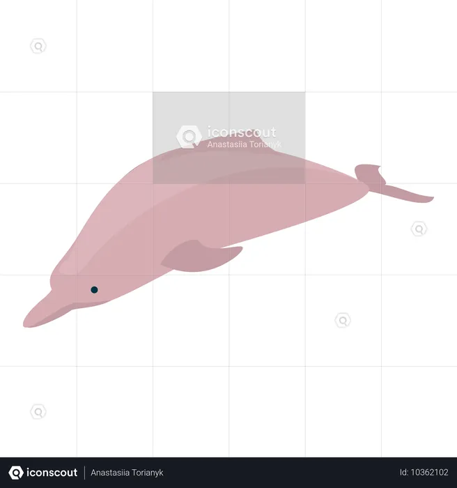 Dolphin  Illustration