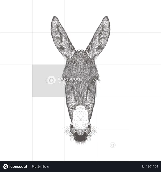 Donkey Head  Illustration