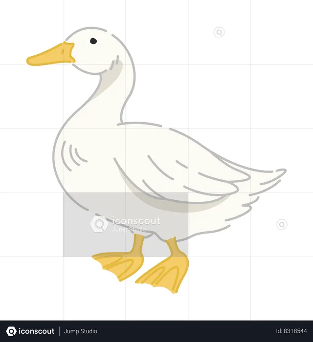 Duck  Illustration