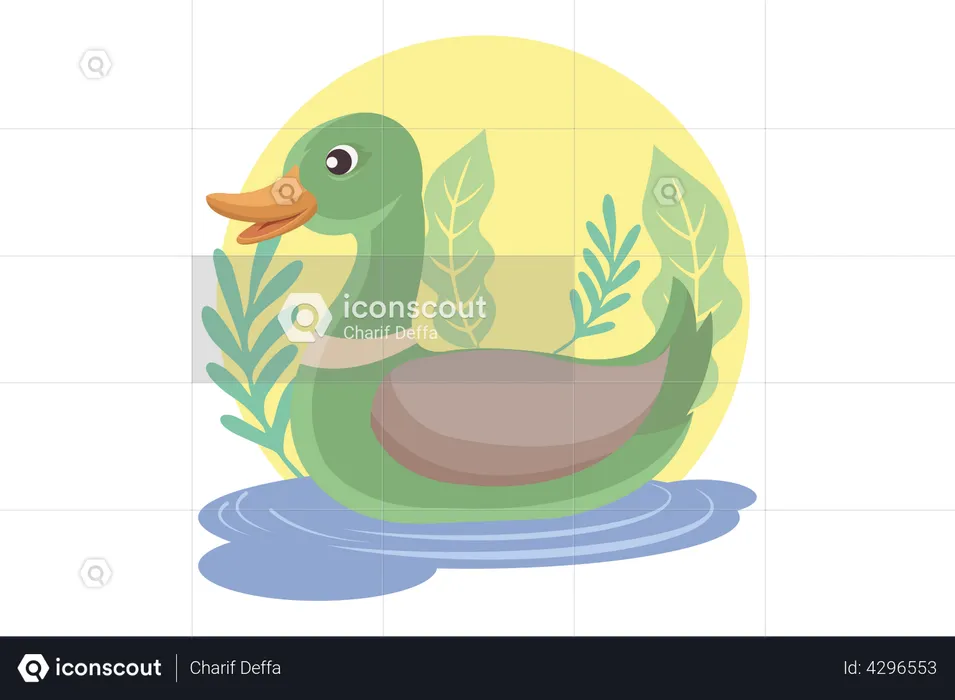 Duck swimming in lake  Illustration