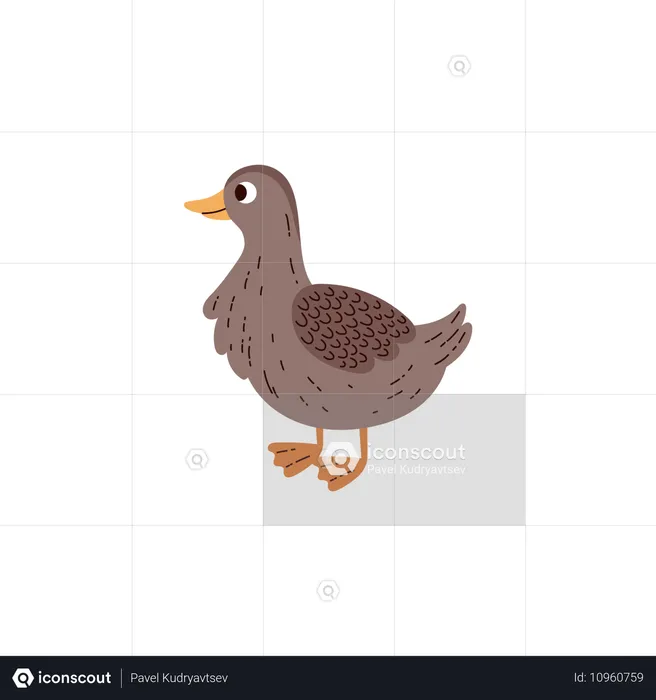 Duck wild domesticated bird  Illustration