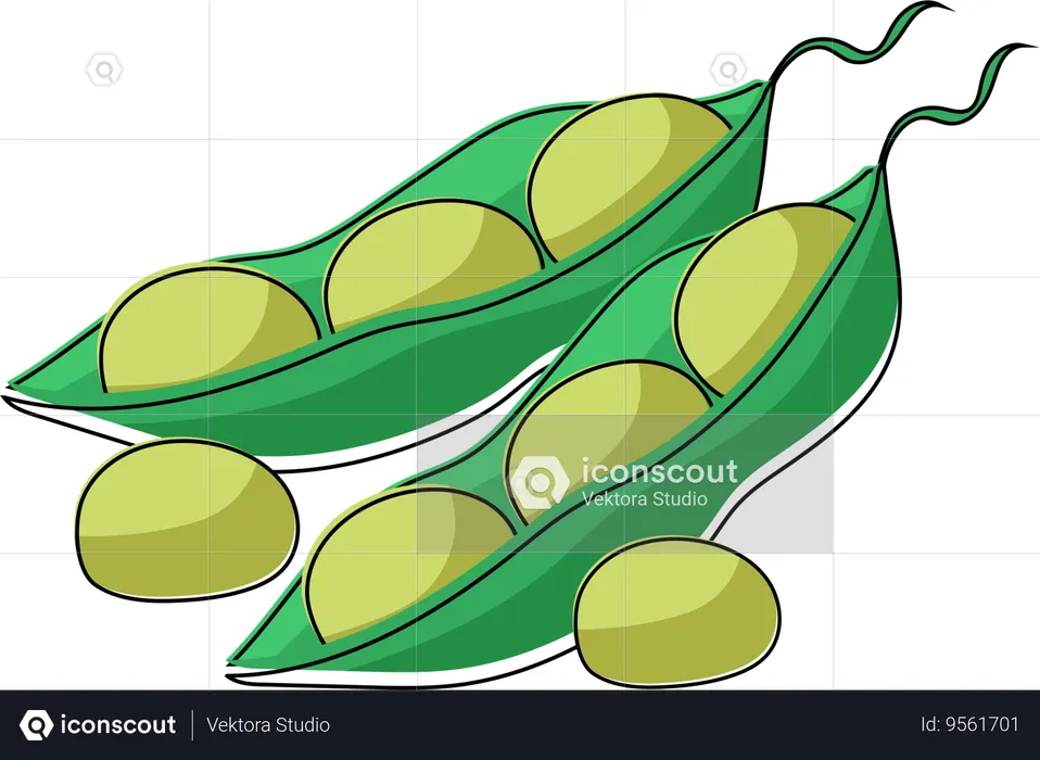 Edamame Pods  Illustration