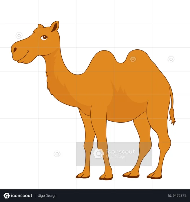 Eid Al Adha Camel  Illustration