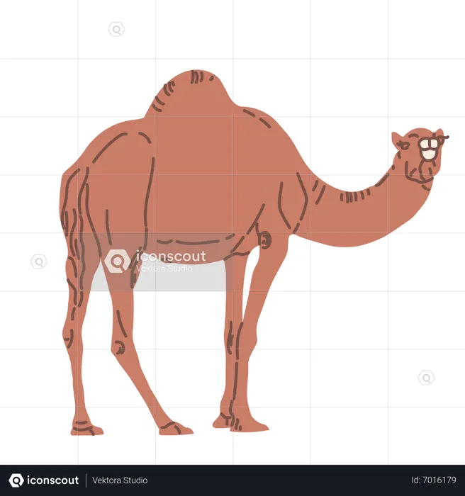 Eid camel  Illustration