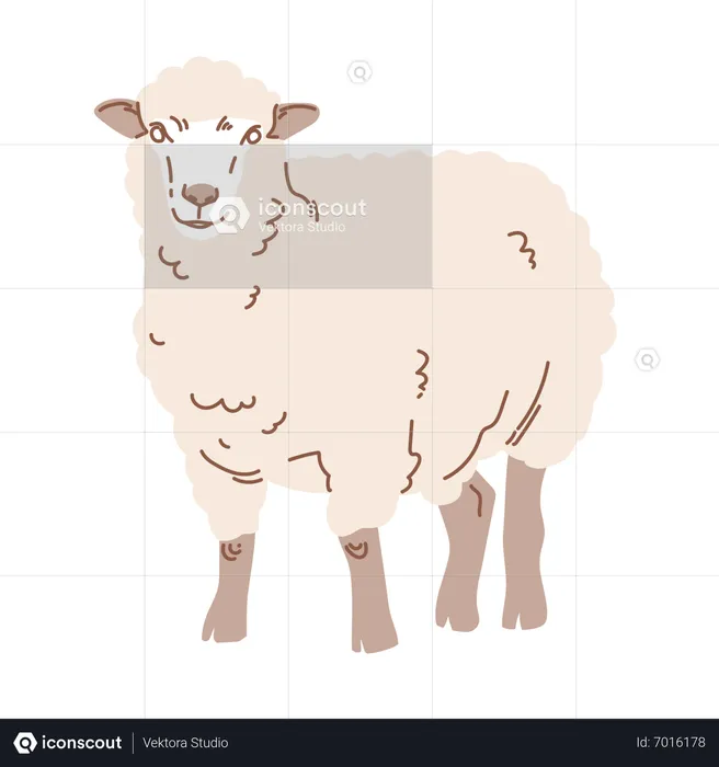 Eid sheep  Illustration