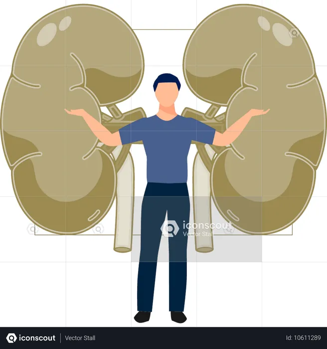 El hombre presenta el sistema urinario humano.  Ilustración