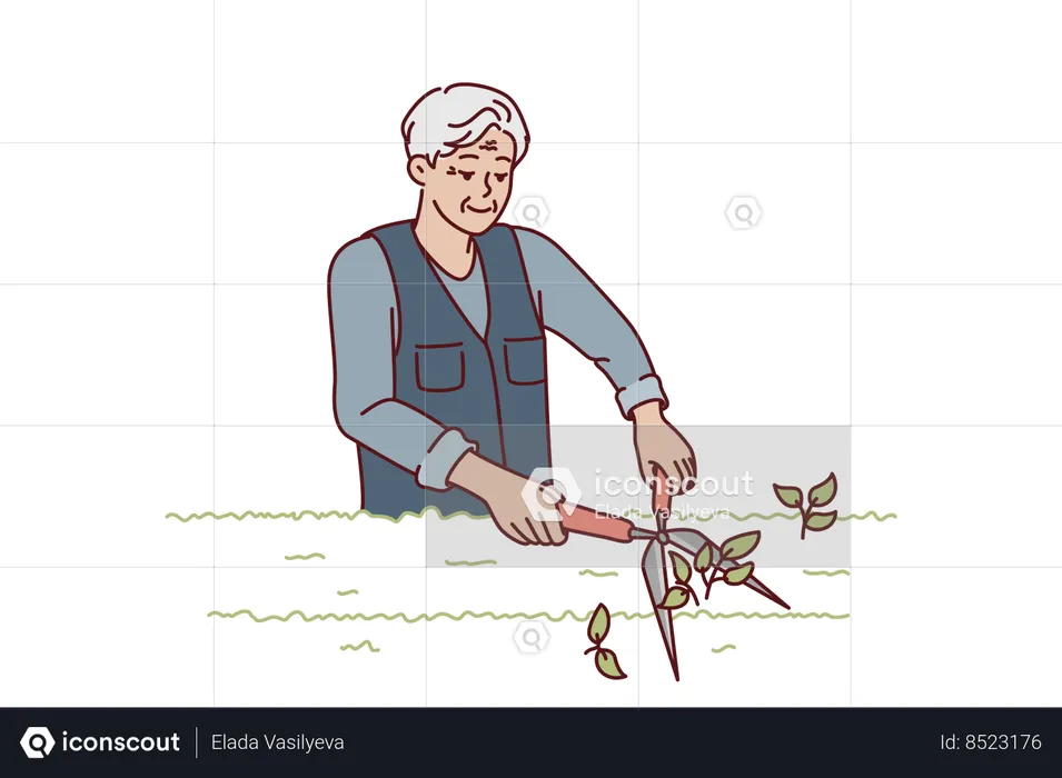 Elderly man gardener is pruning bushes in park  Illustration