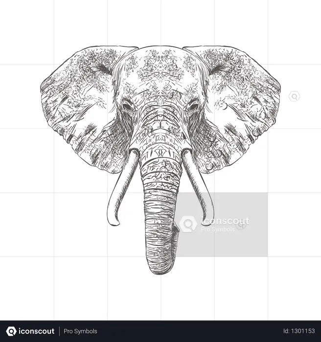 Elephant Face  Illustration