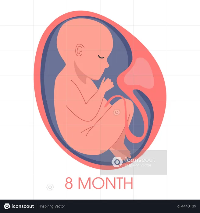 Embryo in womb eighth month  Illustration