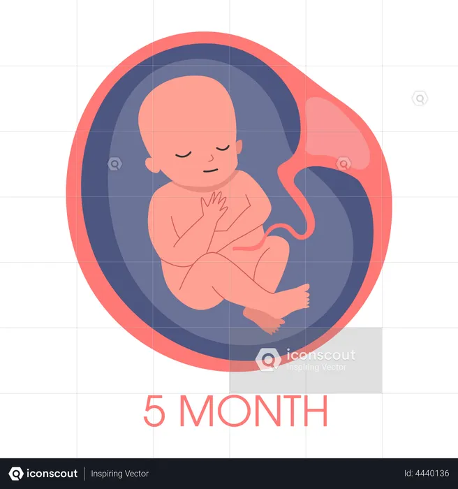 Embryo in womb fifth month  Illustration