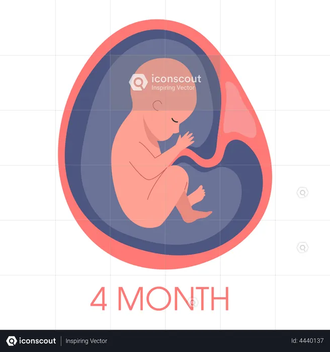 Embryo in womb fourth month  Illustration