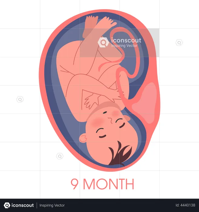 Embryo in womb ninth month  Illustration
