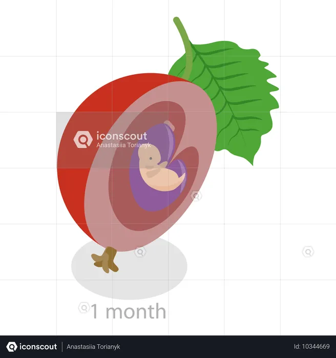 Monatliche Wachstumsstadien des Embryos  Illustration