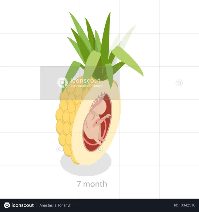 Monatliche Wachstumsstadien des Embryos  Illustration