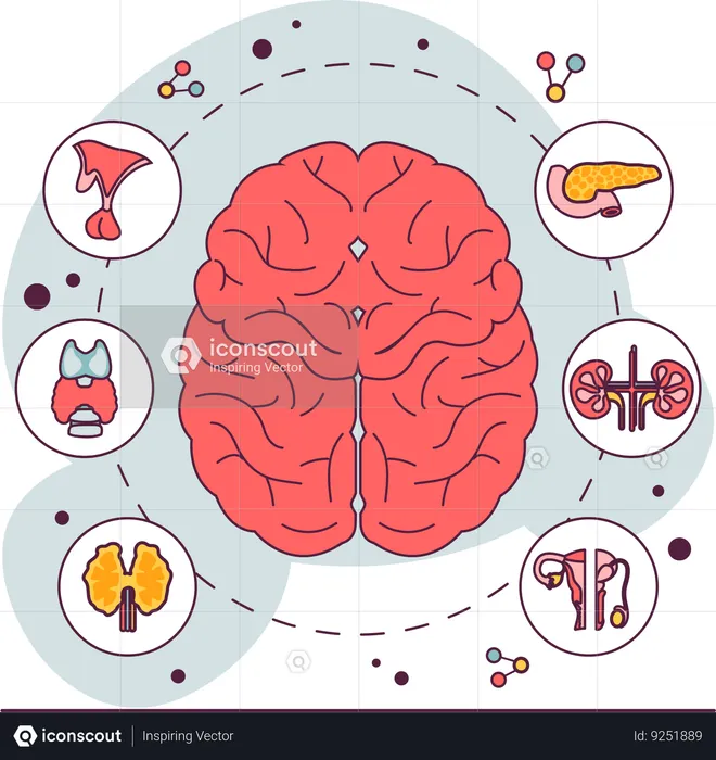 Endocrine system organ  Illustration