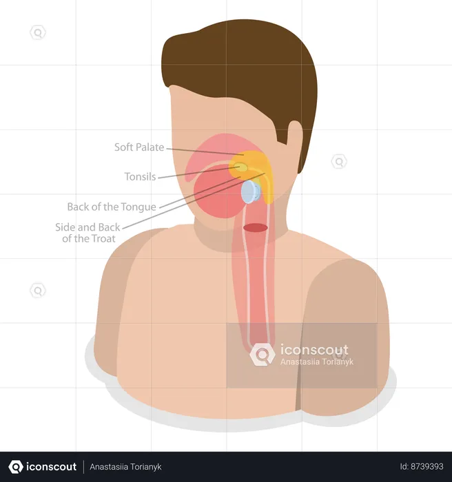 Orofaringe e Esquema Educacional  Ilustração