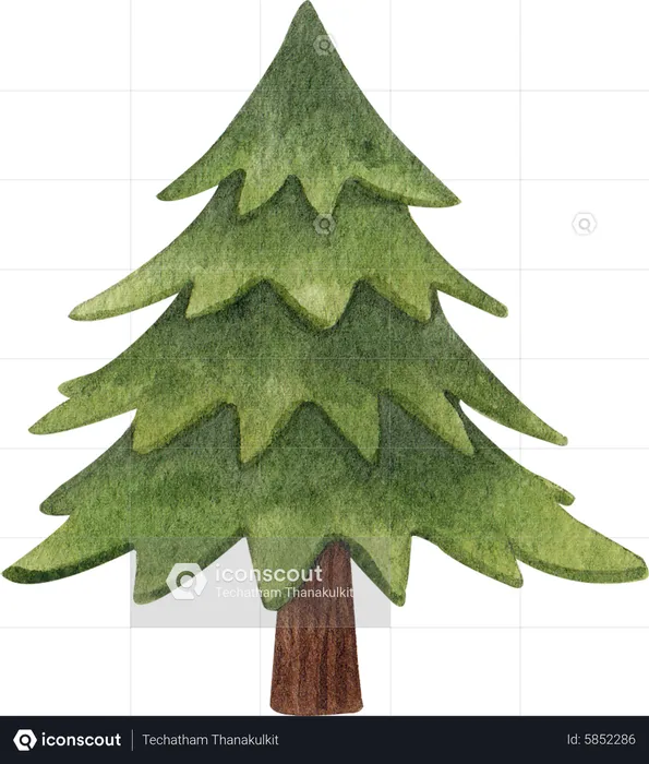 Evergreen Tree  Illustration