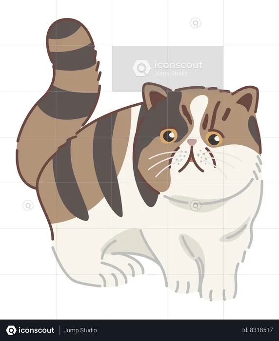 Exotic shorthair cat  Illustration