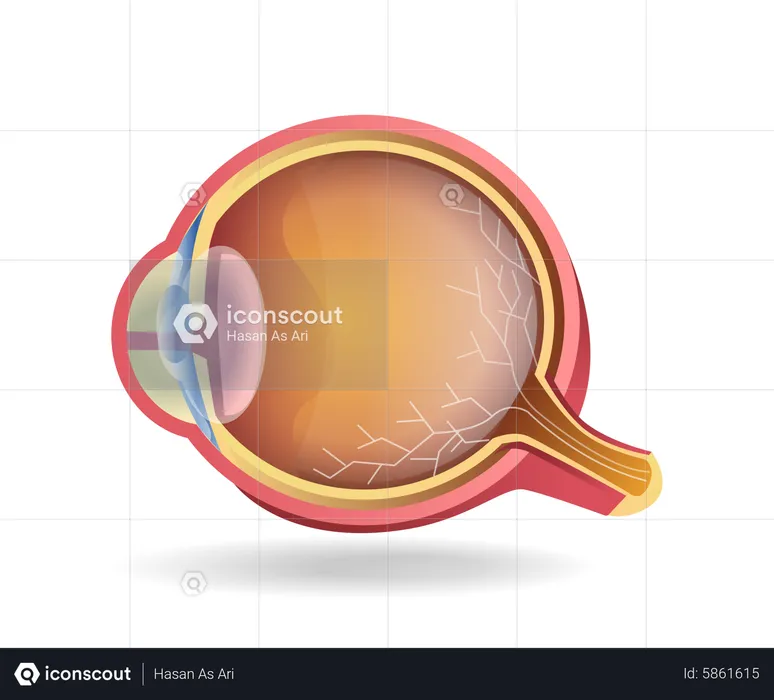 Eye  Illustration