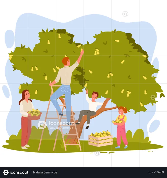 Family harvesting fruits  Illustration