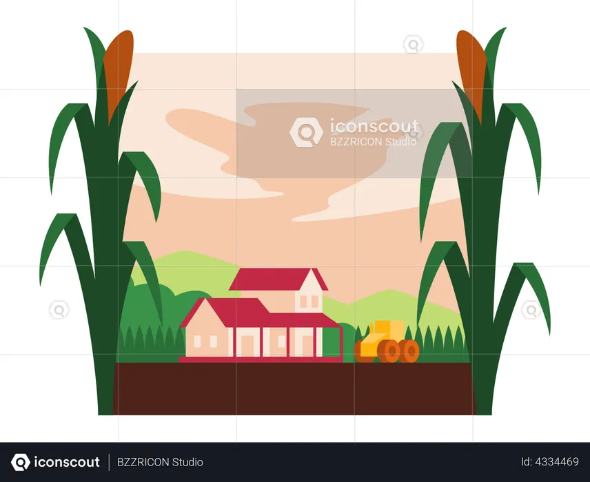 Farm  Illustration