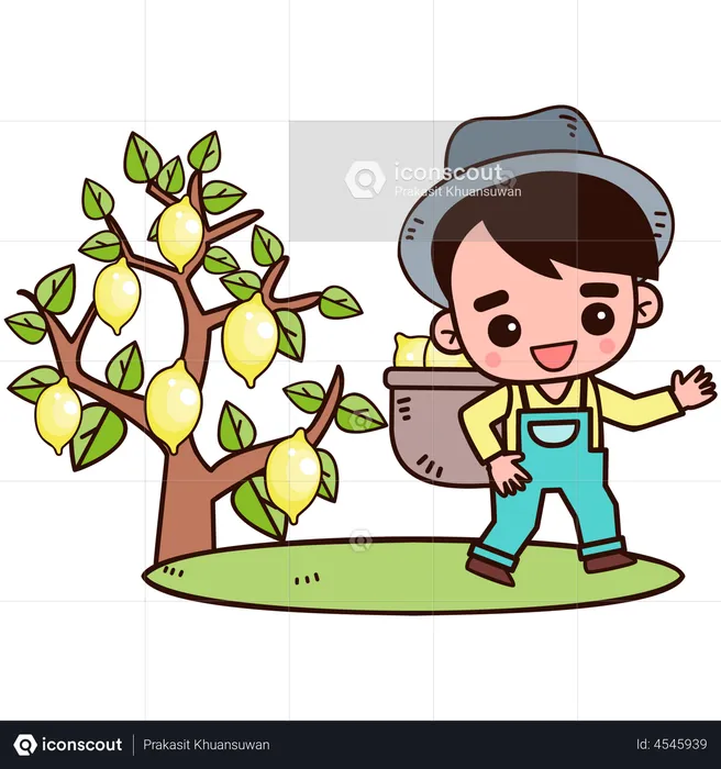 Farmer collecting lemon  Illustration