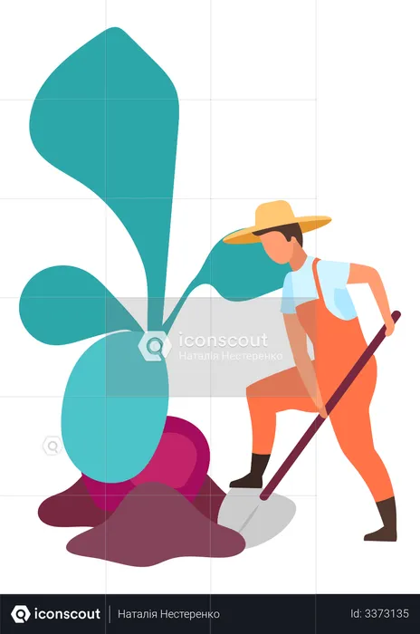 Farmer doing root Crops Harvesting  Illustration