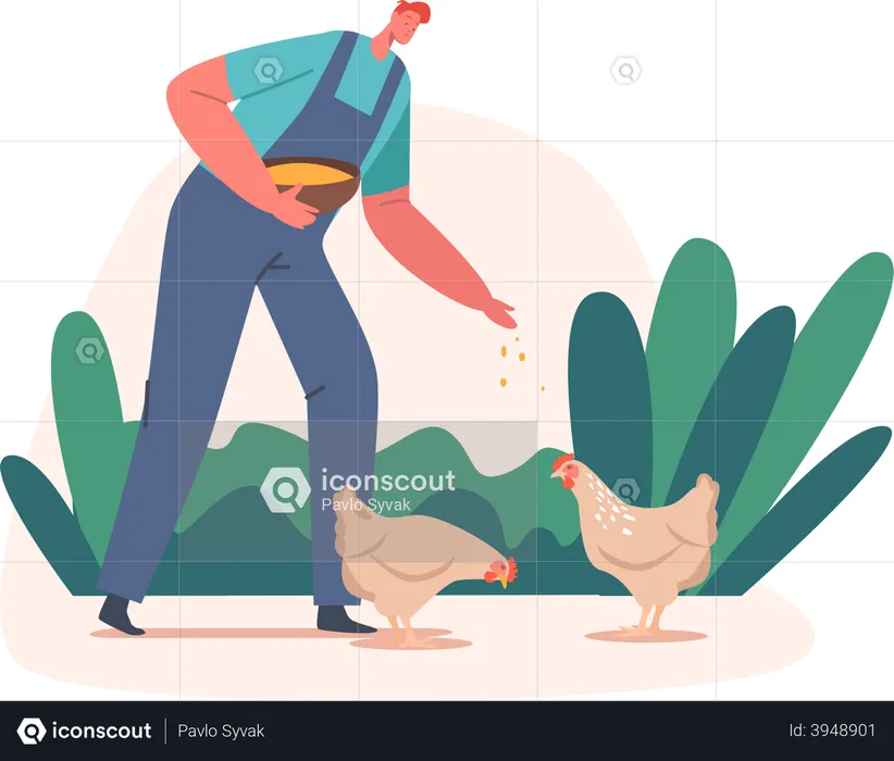 Farmer feeding chicken food  Illustration