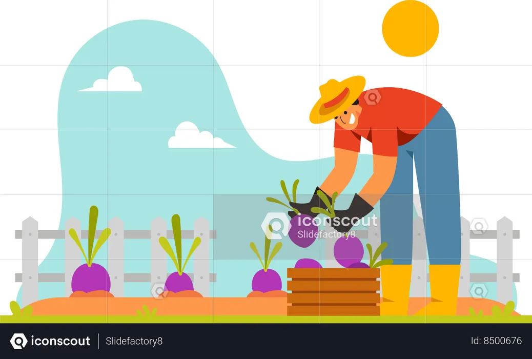 Farmer Harvest Beetroot  Illustration