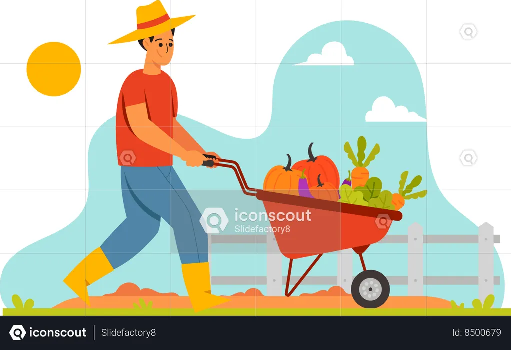 Farmer Harvest Vegetables  Illustration