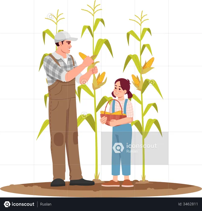 Farmer Harvesting Corn With His Daughter  Illustration