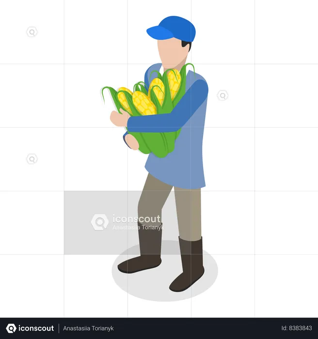 Farmer harvesting maize crops in harvesting season  Illustration