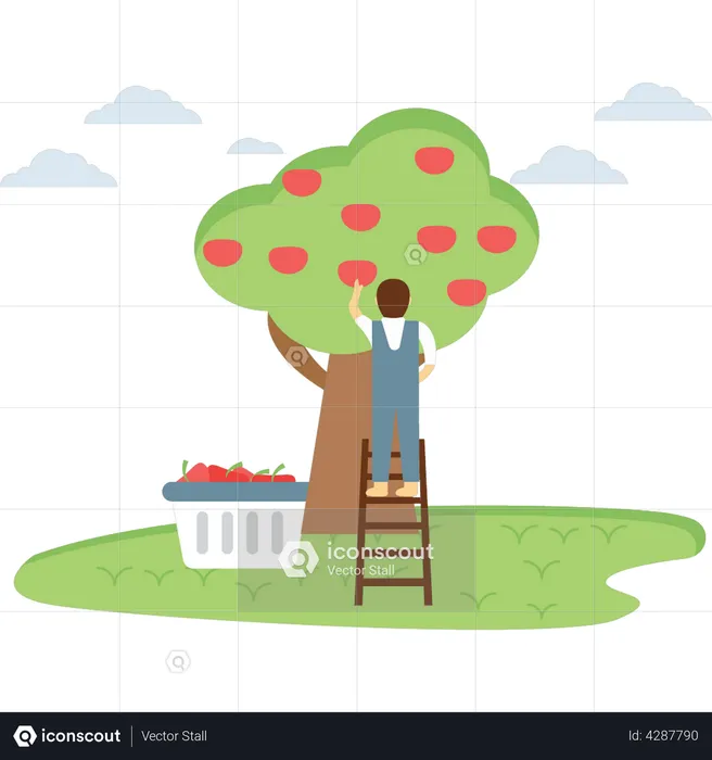 Farmer plucking the fruit from tree  Illustration