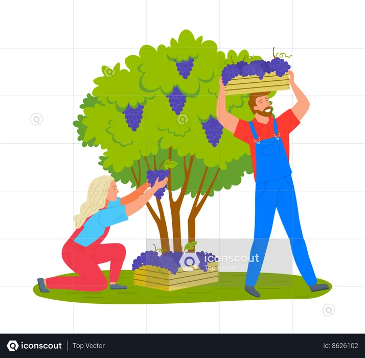 Farmers collecting grapes from tree  Illustration