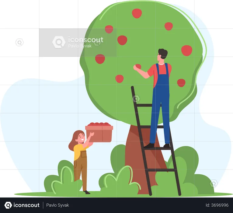 Farmers Family Father and Daughter Pick Apple Harvest to Basket in Orchard  Illustration