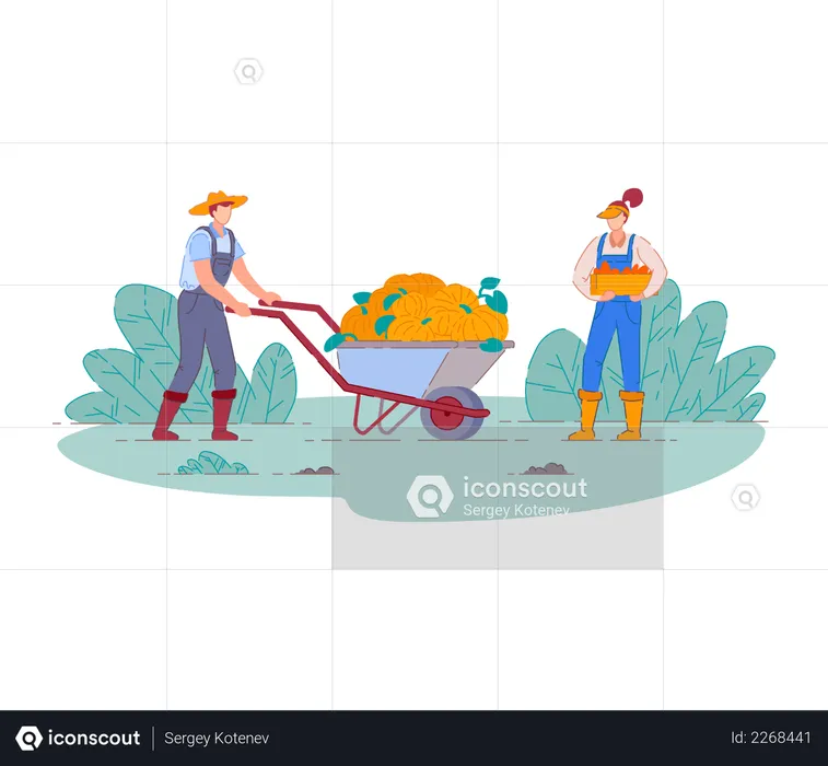 Farmers harvesting fruit crop  Illustration