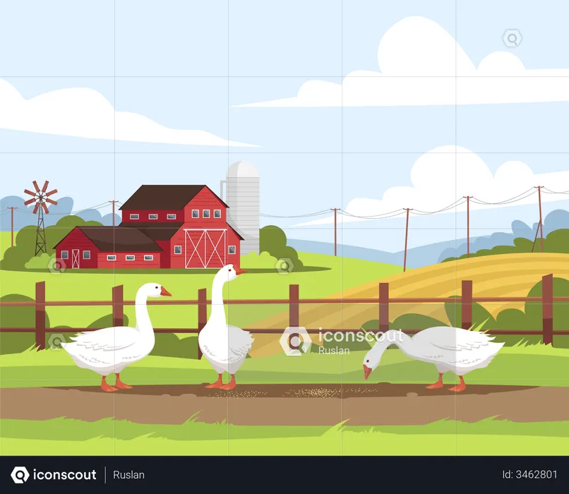Farmland poultry  Illustration